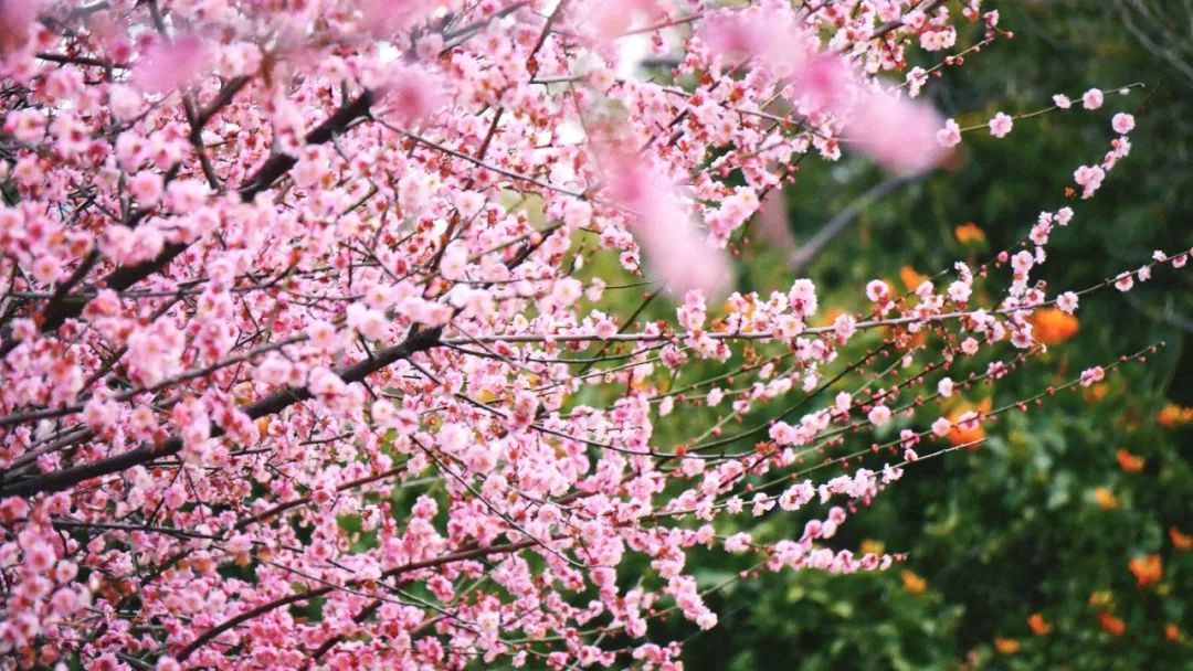 太好看了！红梅、洋紫荆、山茶花竞相绽放，就在长乐……