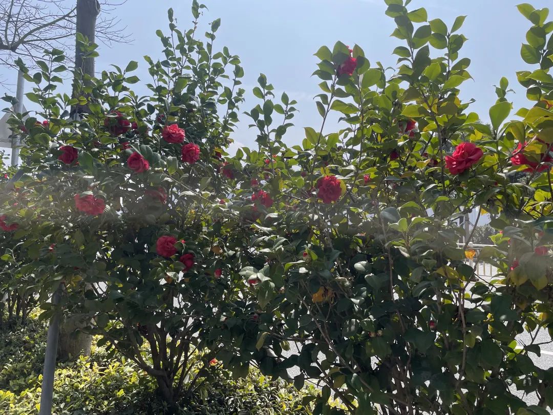 太好看了！红梅、洋紫荆、山茶花竞相绽放，就在长乐……
